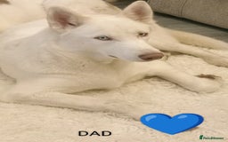 Siberian Husky dogs for sale: Siberian Husky puppies - Advert 10