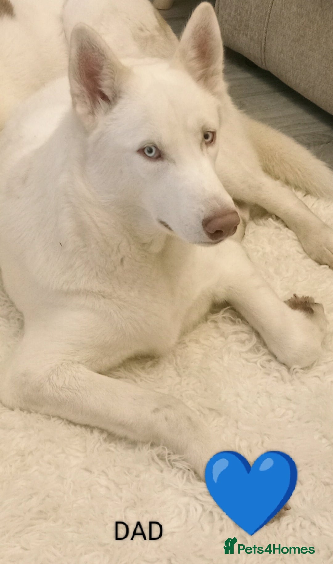 Siberian Husky dogs for sale: Siberian Husky puppies - Advert 10