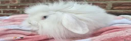 Mixed Breed rabbits for sale: Double mane lion head liop does  - Advert 7