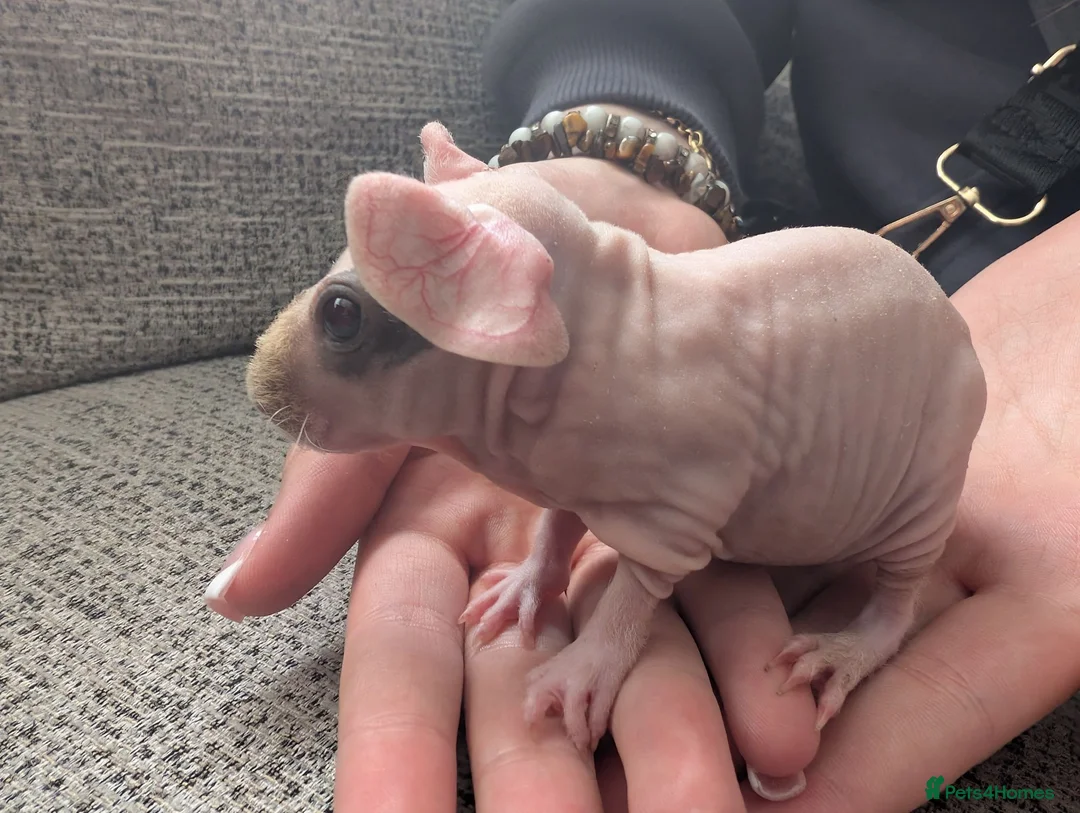 Guinea Pig rodents for sale: Baby skinny pig boar - Advert 1