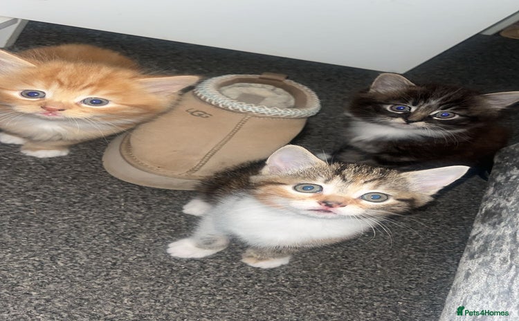 Domestic Shorthair cats - Advert 1