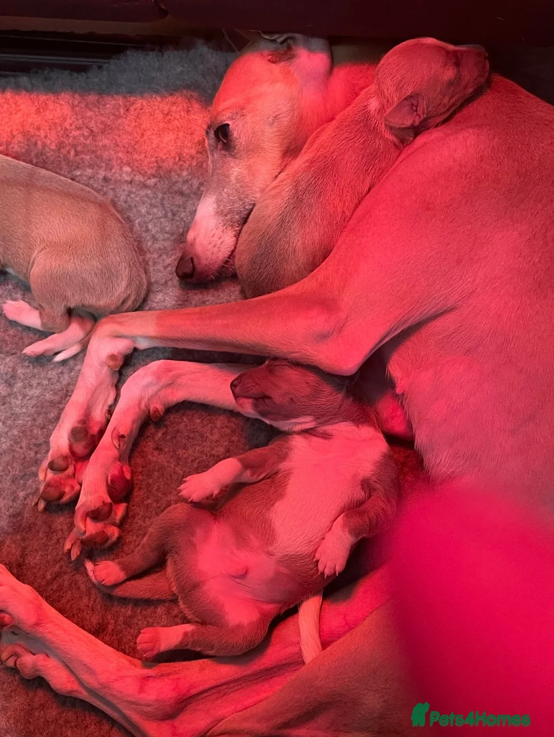 Mixed Breed dogs for sale: 3/4 Italian greyhound 1/4 whippet  in Whitby - Advert 2