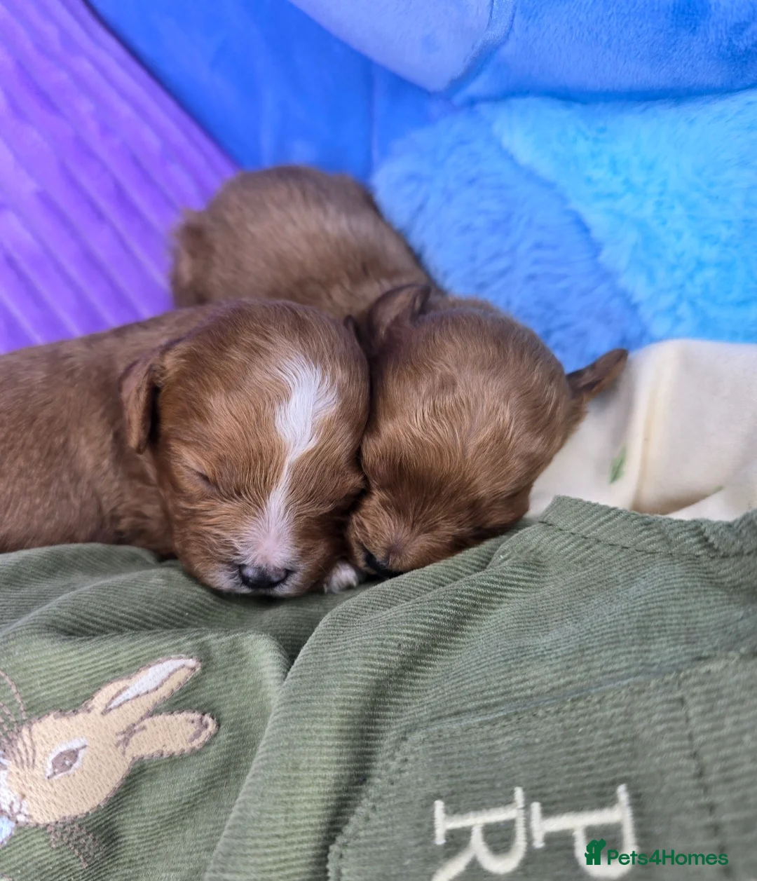 Cavapoo dogs for sale: 🩷🩵SMALL TOY🐶CAVAPOO PUPS🐶HEALTH DNA TESTED🩵🩷 - Advert 2