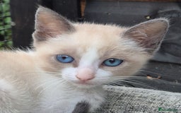 Snowshoe cats for sale: Stunning pedigree Snowshoe kittens  - Image 21