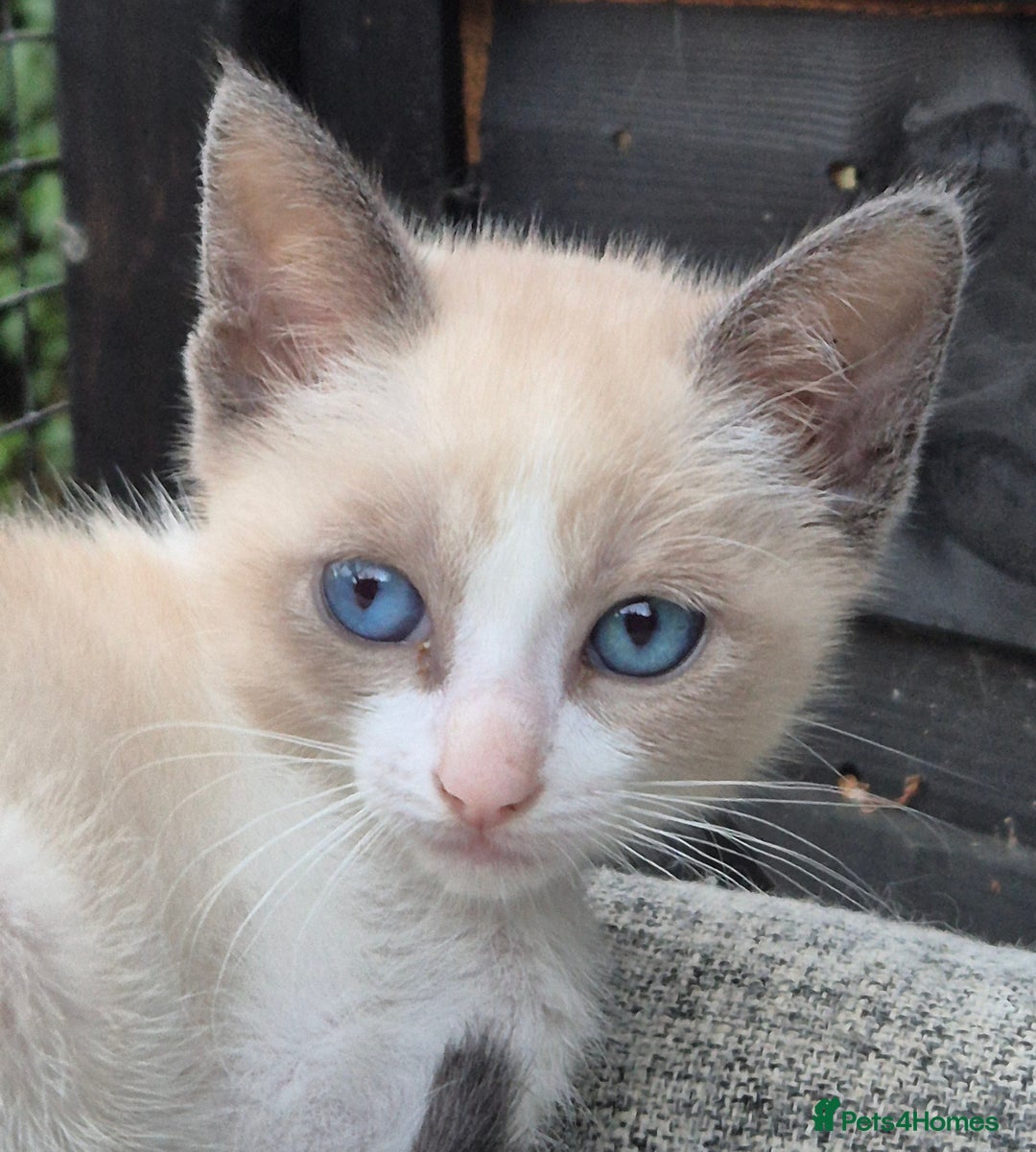 Snowshoe cats for sale: Stunning pedigree Snowshoe kittens  - Image 21