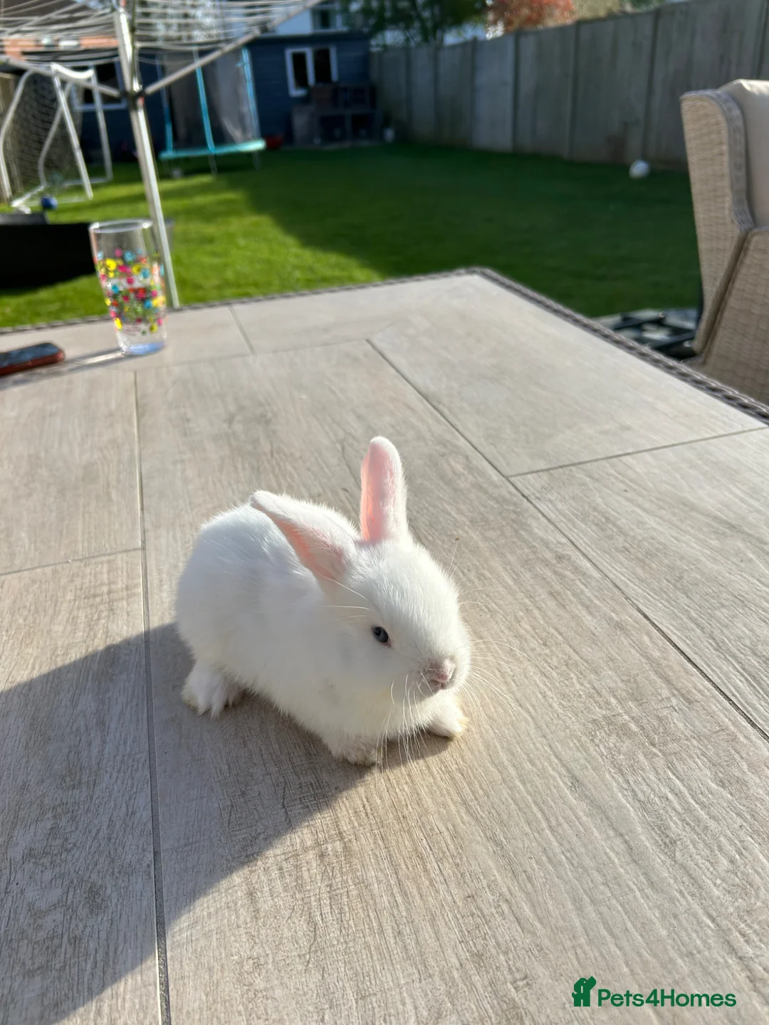 Dwarf Lop rabbits for sale: Dwarf lop rabbits for sale in Burgess Hill - Advert 2