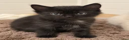 Ragdoll cats for sale: 2 x male half ragdolls  - Advert 9