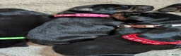Dobermann dogs for sale: KC registered litter of 5 Dobermann puppies - Advert 12