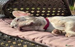 French Bulldog dogs for sale: Merle French bulldog - Image 3