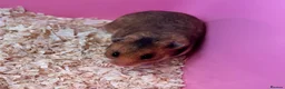 Hamster rodents for sale: Super friendly Siberian Hamster 🐹💕 - Advert 5