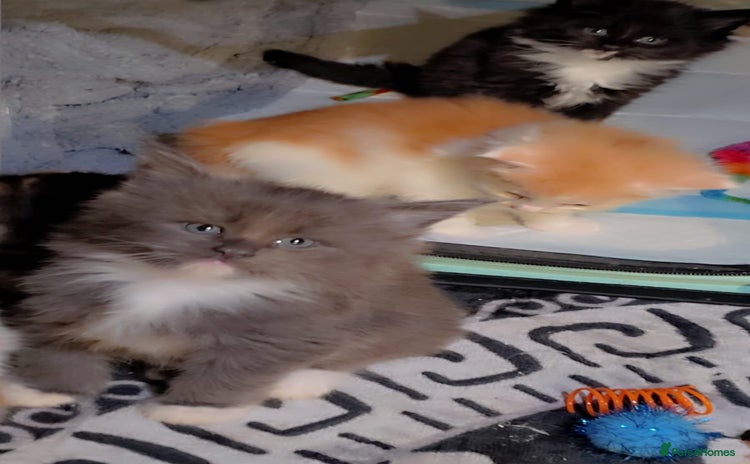 Maine Coon cats Stunning Hugh cubs - Advert 4