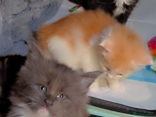 Maine Coon cats Stunning Hugh cubs - Advert 18