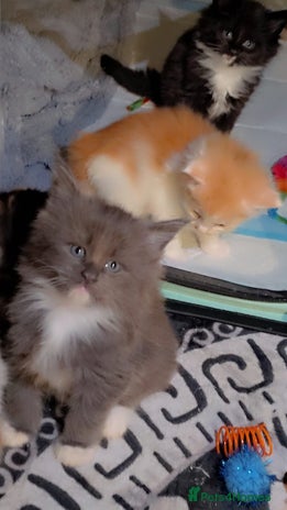 Maine Coon cats Stunning Hugh cubs - Advert 4