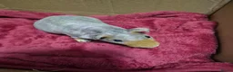 Guinea Pig rodents for sale: Pair of Baby Male Skinny Pigs For Sale  - Advert 11