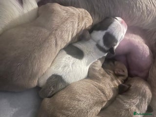 Frug dogs - Advert 1