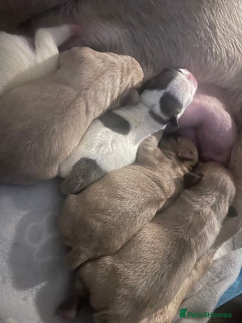 Frug dogs - Advert 1