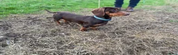 Miniature Dachshund dogs for stud: PROVEN MINIATURE DACHSHUND STUD in Faringdon - Advert 6