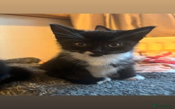 Mixed Breed cats for sale: 4 KITTENS  **  !! 🩷🩷 - Image 5