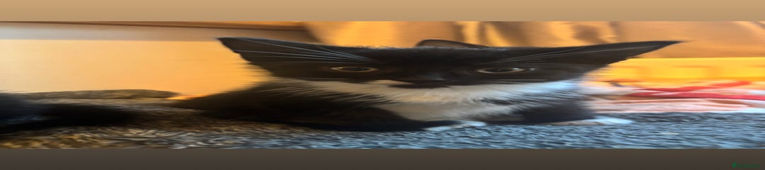 Mixed Breed Kitten 1