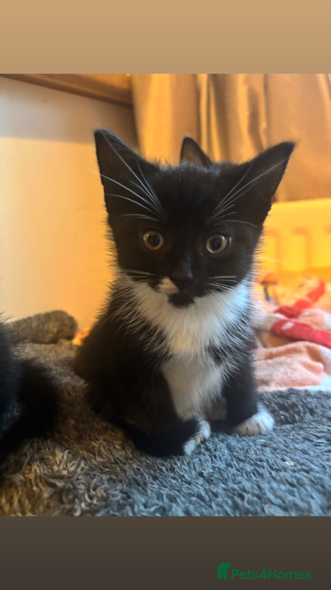 Mixed Breed cats for sale: 4 KITTENS  **  !! 🩷🩷 - Image 5