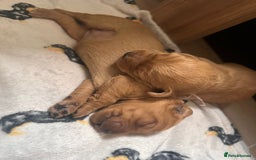 Labradoodle dogs for sale: Red & Apricot F1 Miniature Labradoodle Puppies - Image 8