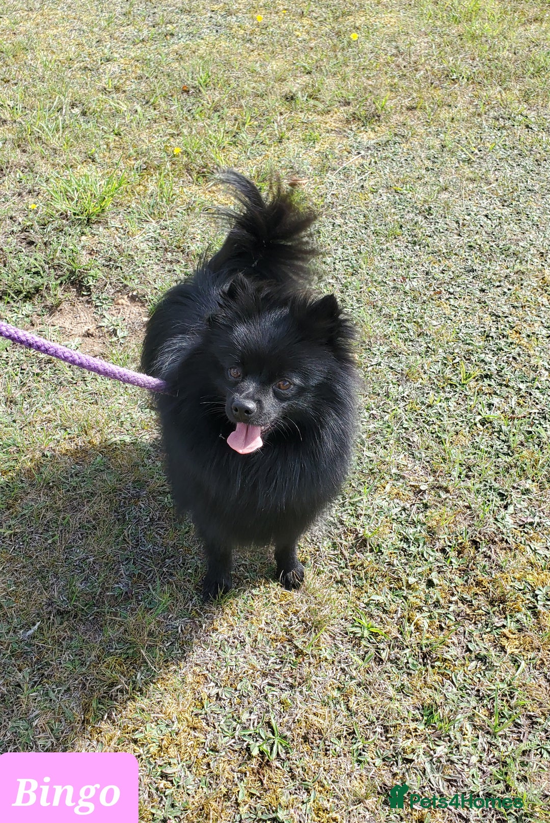 German Spitz dogs for sale: Bluey & Bingo looking for Loving Homes.  - Advert 8