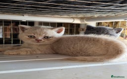 British Shorthair cats for sale: British Shorthairs Stunning Litter - Image 11