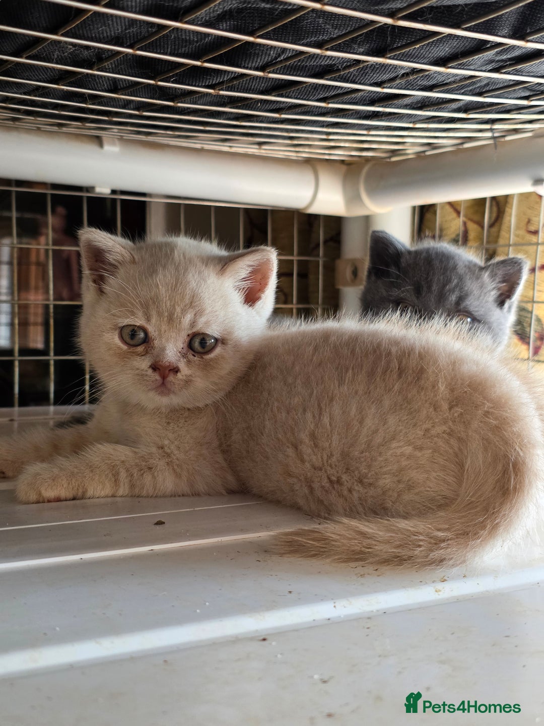 British Shorthair cats for sale: British Shorthairs Stunning Litter - Image 11