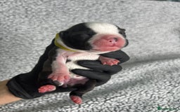 Boston Terrier dogs for sale: 🌟High Quality chunky KC Boston Terrier Puppies🌟 - Image 2