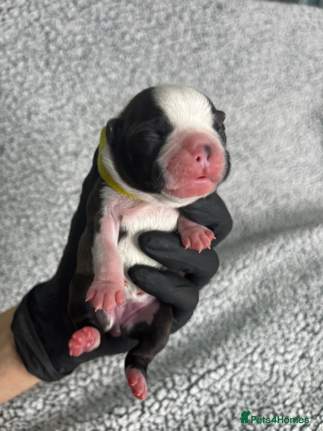 Boston Terrier dogs for sale: 🌟High Quality chunky KC Boston Terrier Puppies🌟 - Image 2