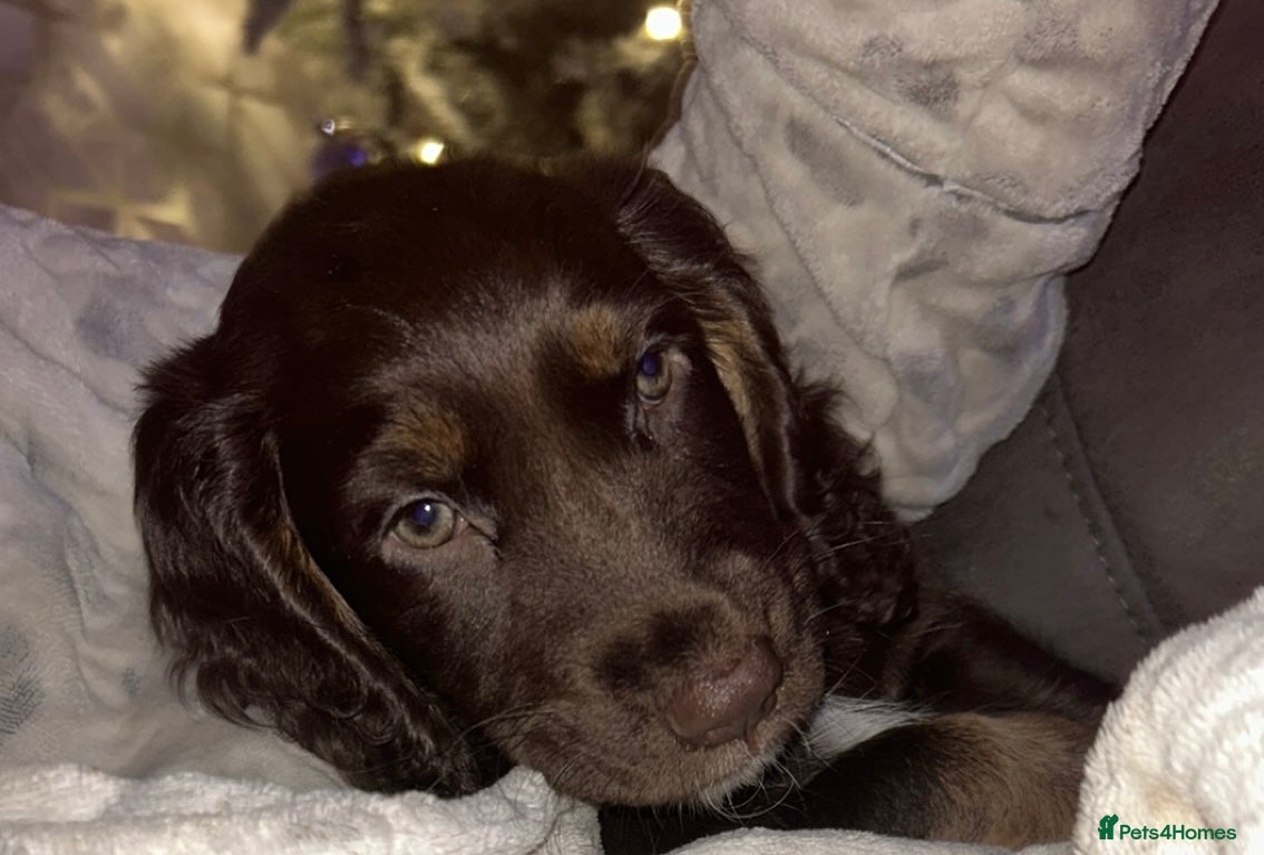 Cocker Spaniel dogs 14 week old cocker spaniel female  - Advert 2