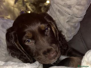 Cocker Spaniel dogs 14 week old cocker spaniel female - Advert 2