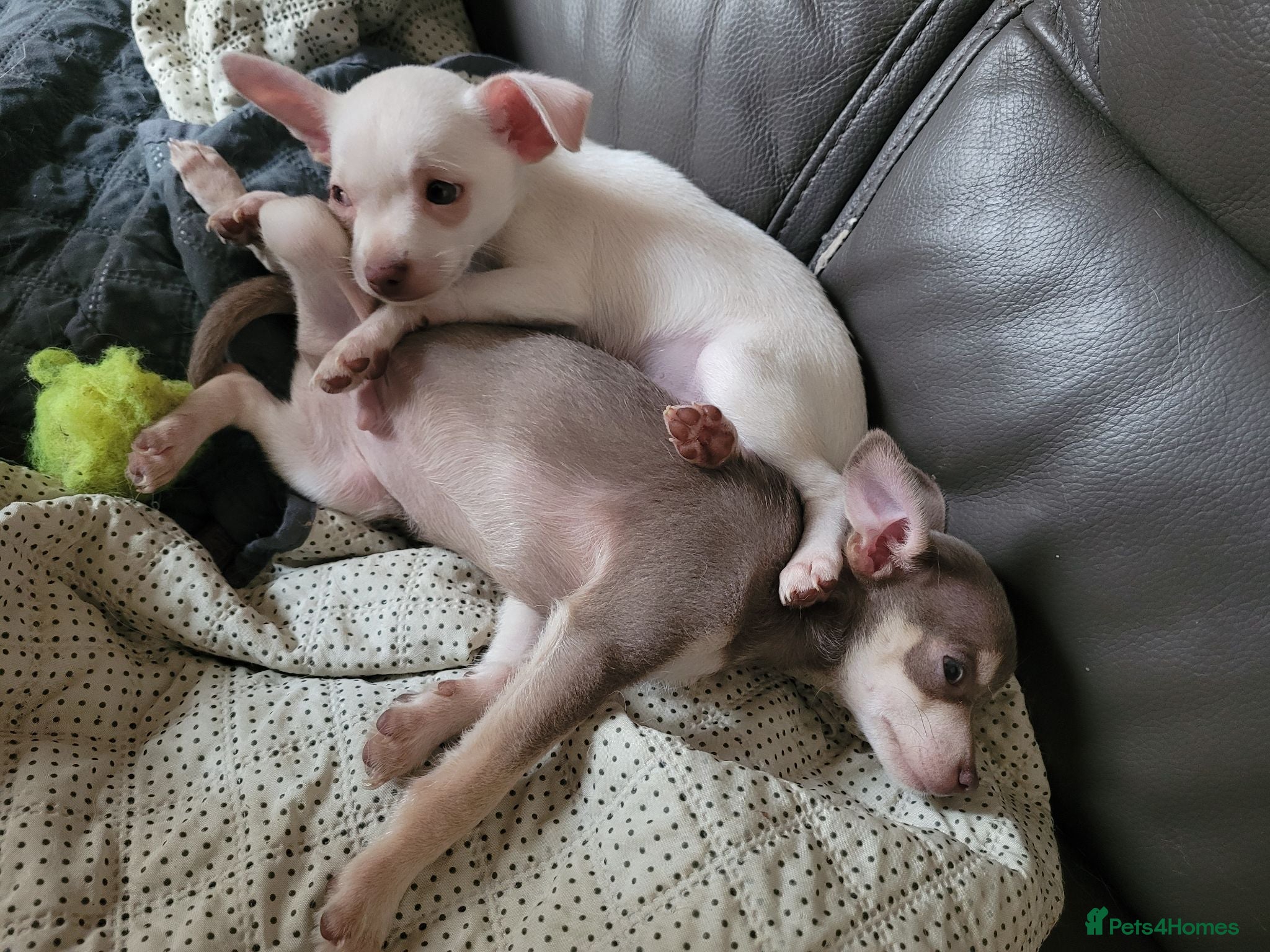Chihuahua dogs Chihuahua Puppies ready 14th July  - Advert 3
