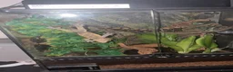 Gecko reptiles for sale: Crested gecko pet with full bioactive vivarium  in York - Advert 2