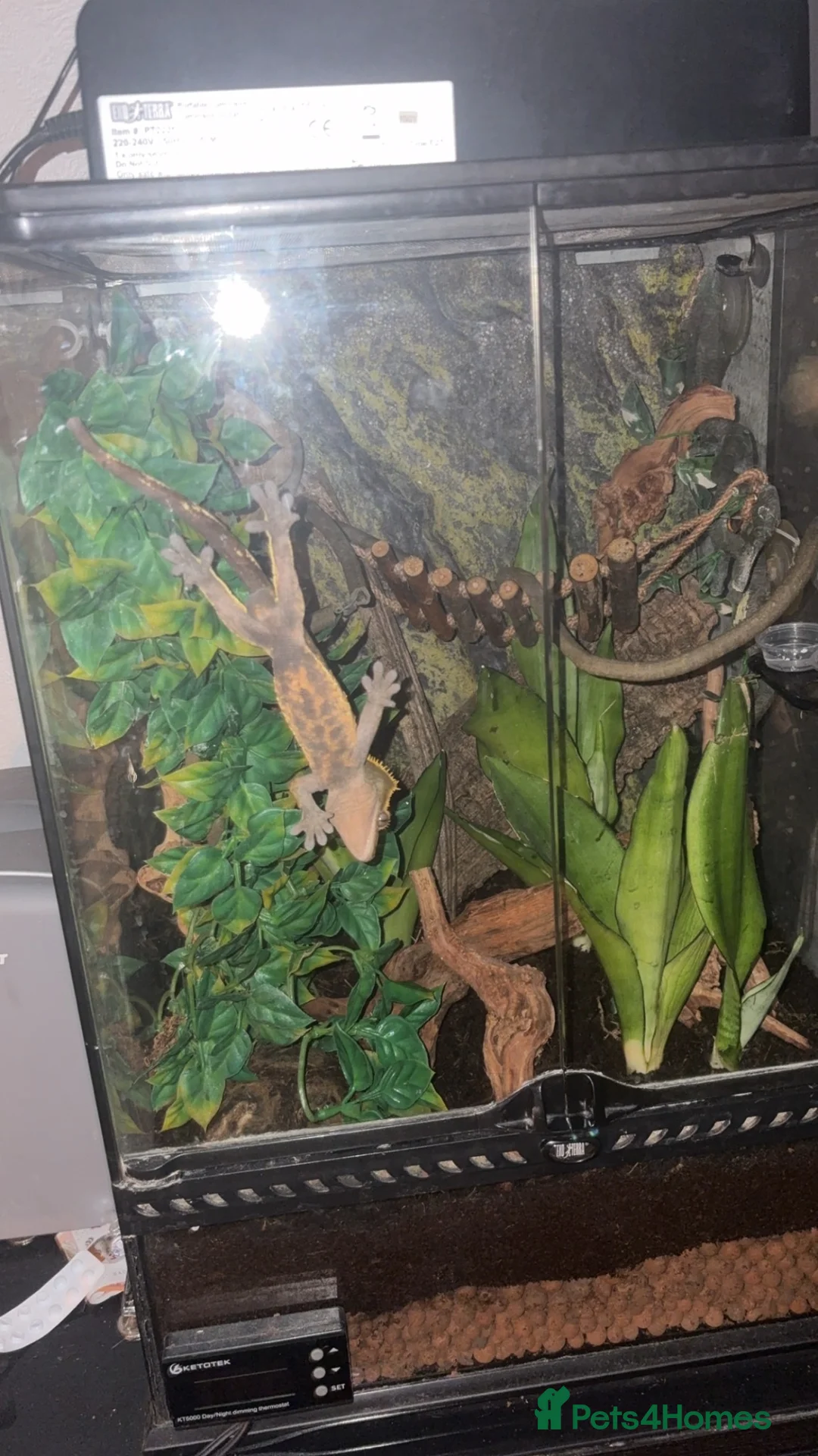 Gecko reptiles for sale: Crested gecko pet with full bioactive vivarium  in York - Advert 2