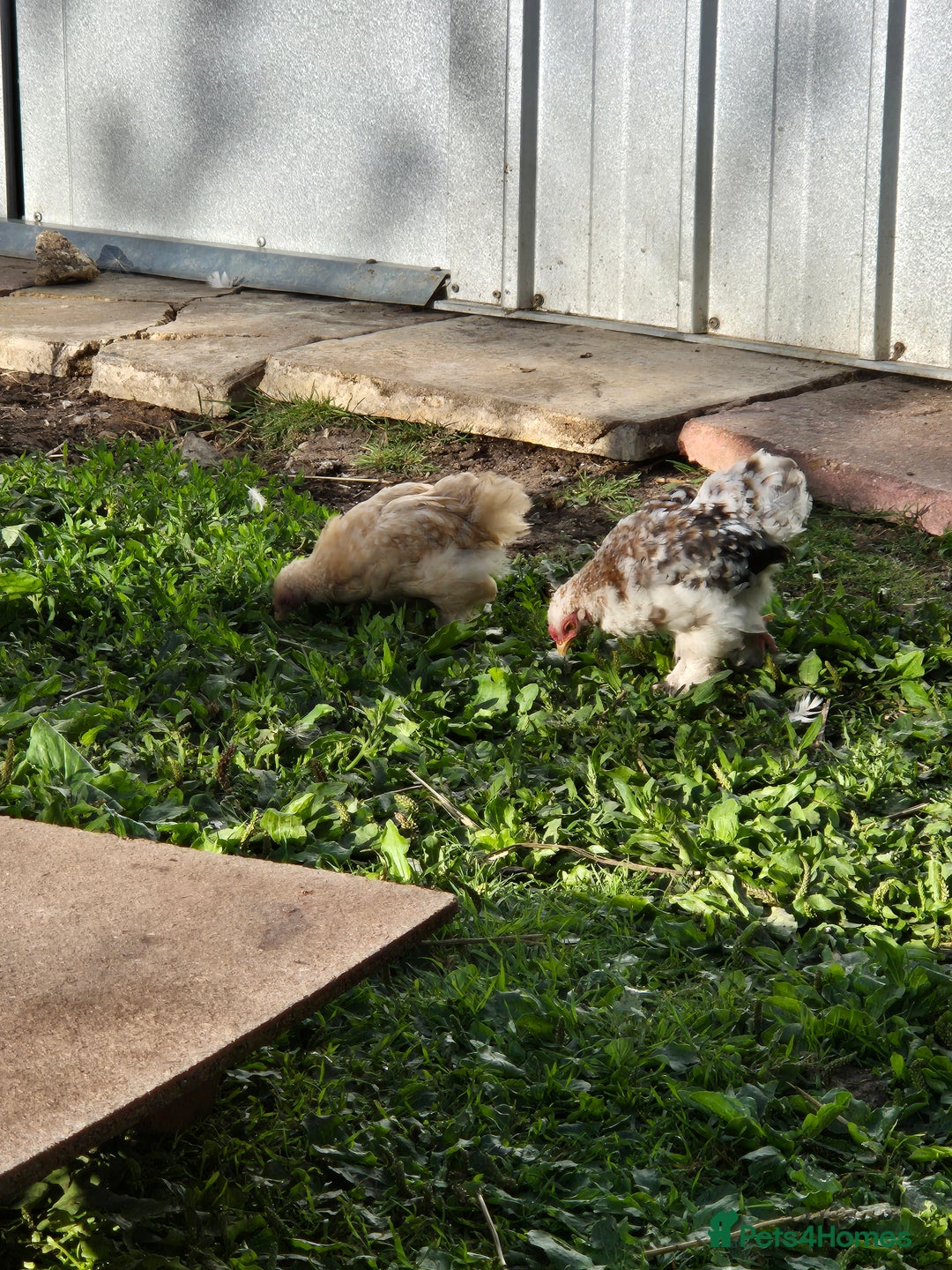Ducks poultry for sale: Indian runner ducklings/pikin bantam's - Image 6