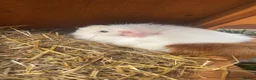 Guinea Pig rodents for sale: two female gunipigs including cage  - Advert 4