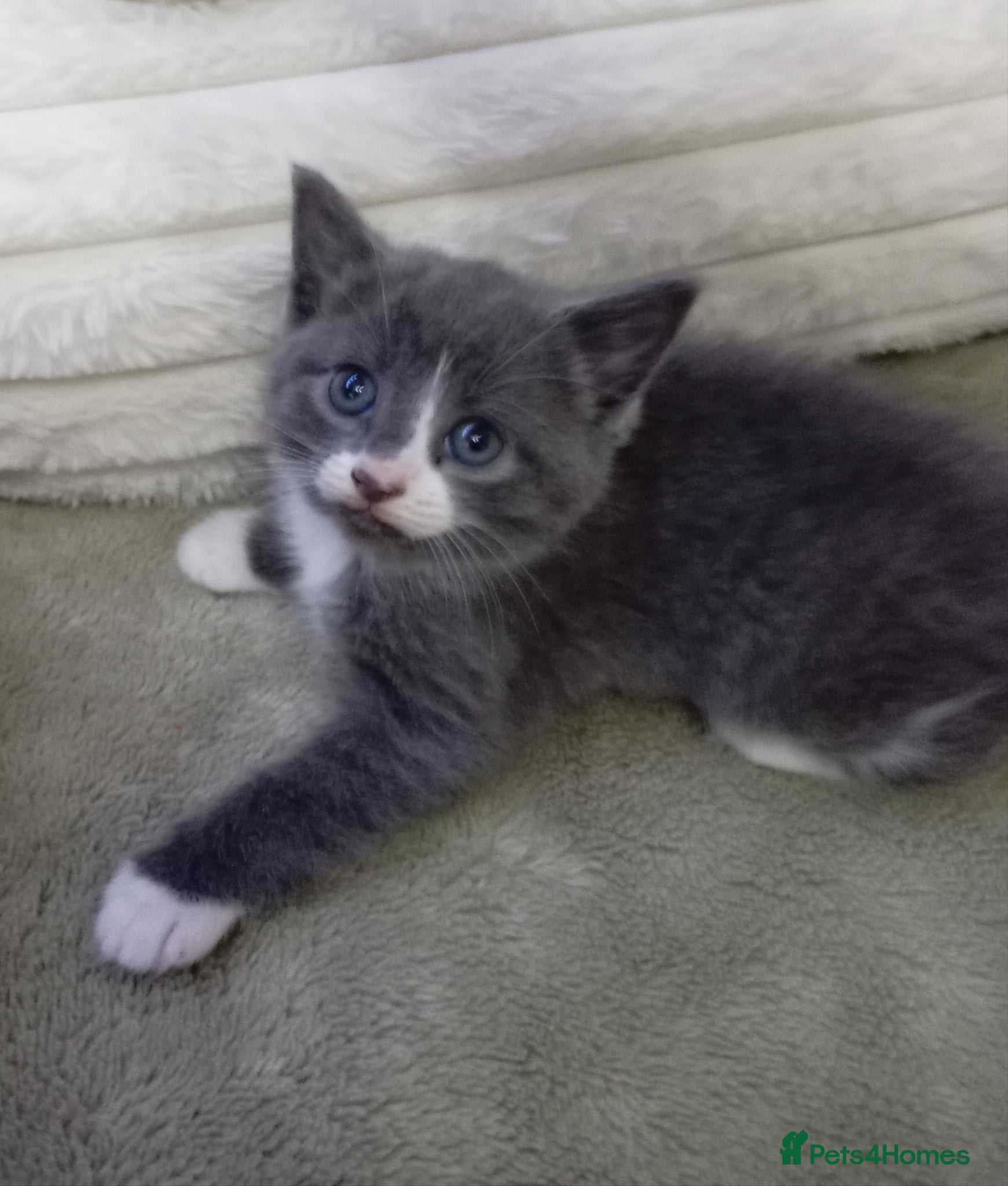 Mixed Breed cats Adorable grey white kittens  - Advert 1