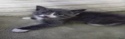 Mixed Breed cats for sale: Adorable grey white kittens  - Advert 1