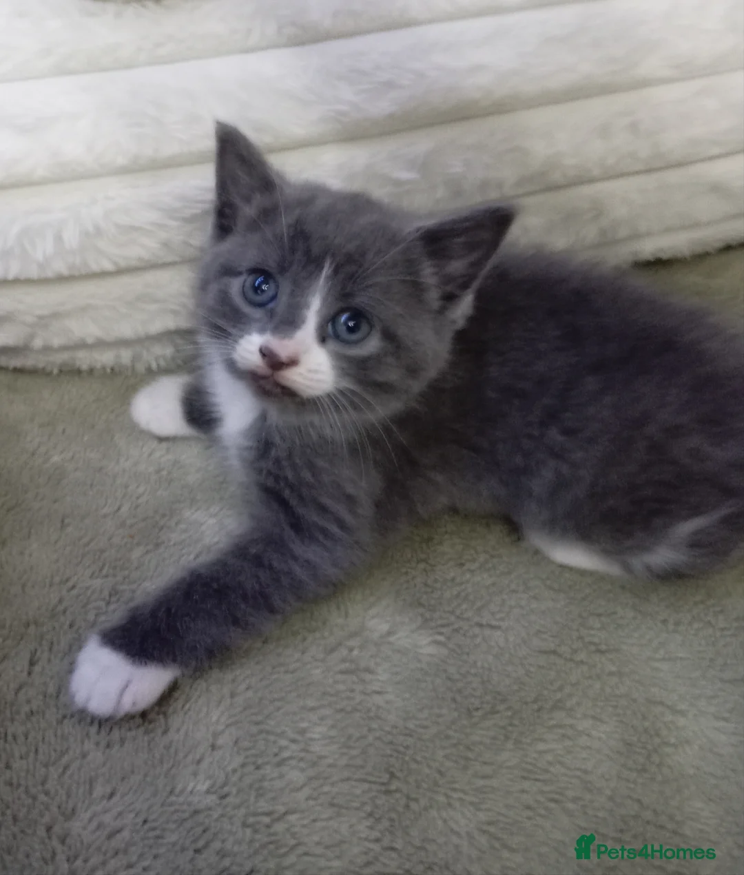 Mixed Breed cats for sale: Adorable grey white kittens  - Advert 1