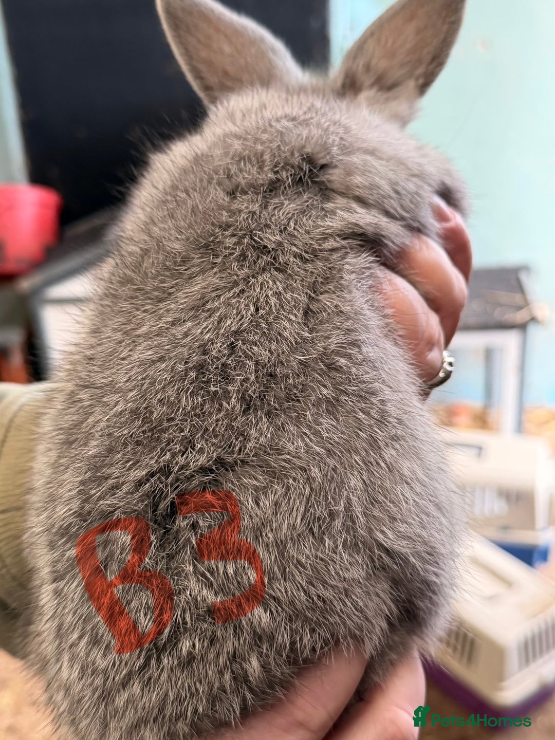 Mixed Breed rabbits for sale: Lop plush baby rabbits 3x girls 2x boys in Penrith - Advert 6