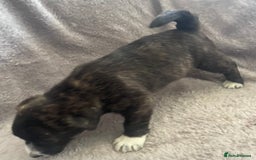 Mixed Breed dogs for sale: Jack Russell x westie  - Image 8