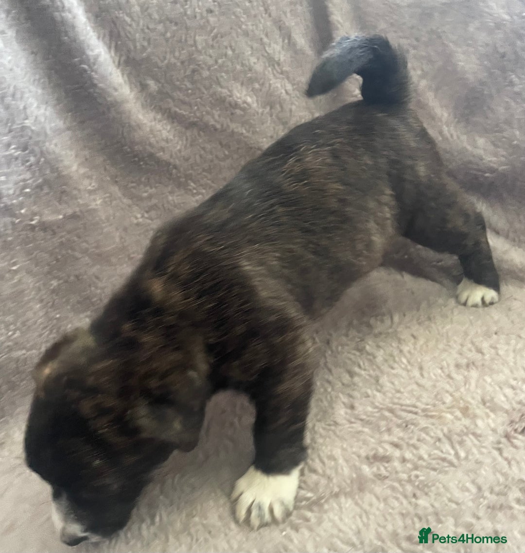 Mixed Breed dogs for sale: Jack Russell x westie  - Image 8
