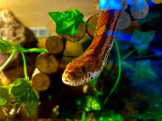 Corn Snake reptiles Selling my male corn snake 150pound - Advert 7