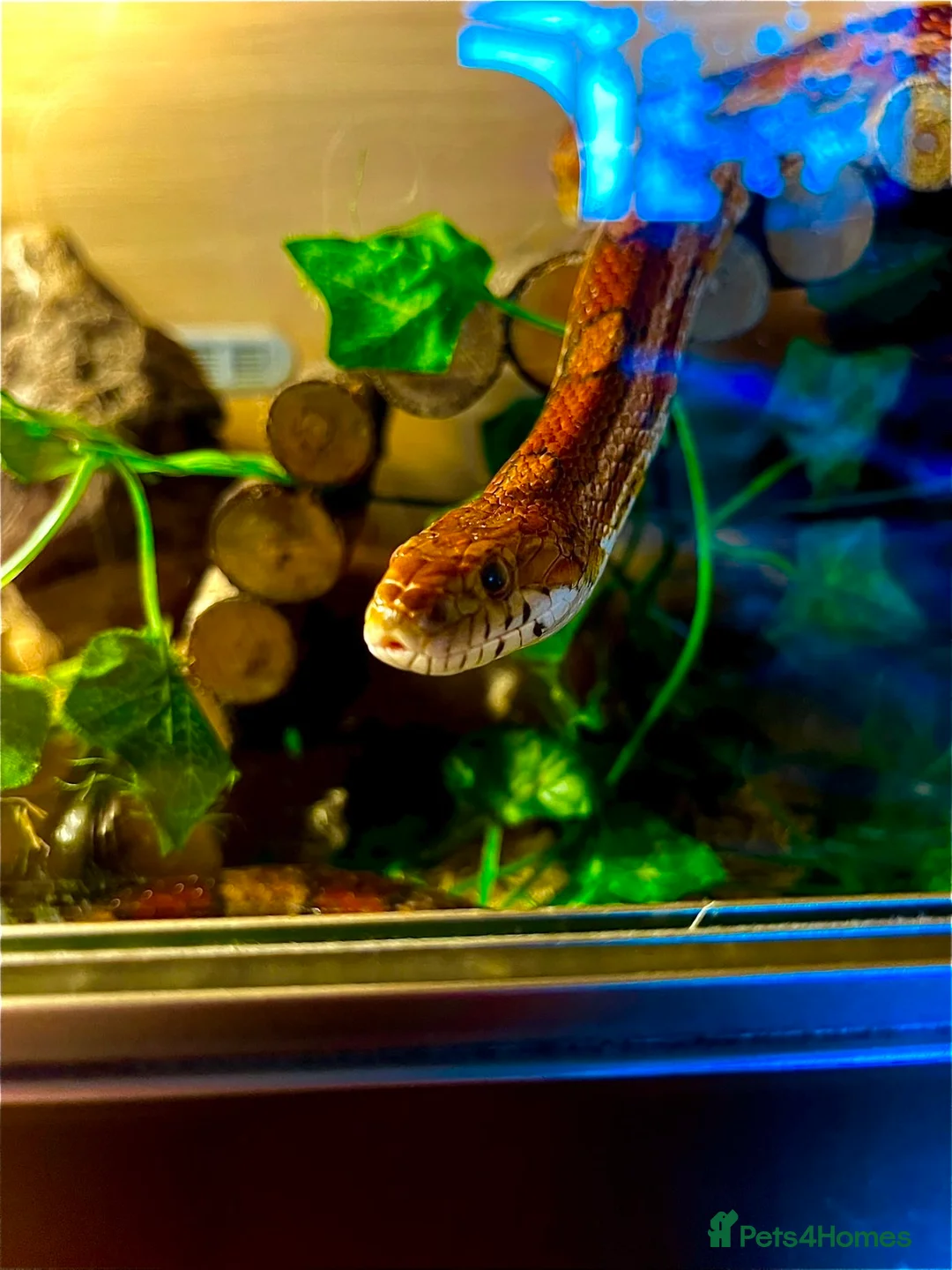 Corn Snake reptiles for sale: Selling my male corn snake 150pound   - Advert 1