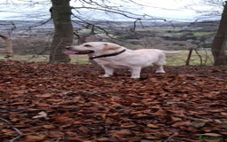 Labrador Retriever dogs for sale: Labrador retriever  - Image 2