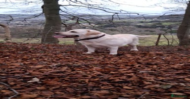 Labrador Retriever dogs - Advert 11