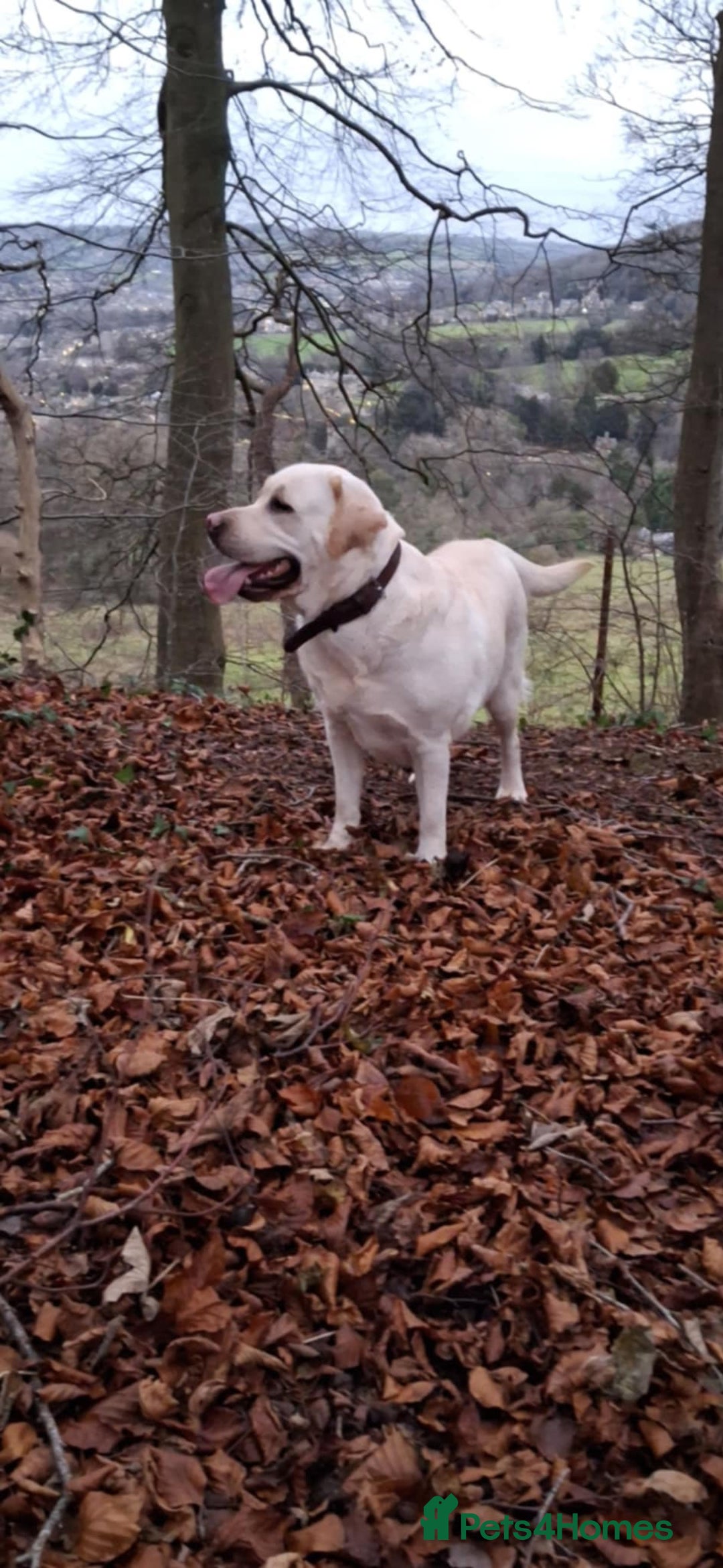Labrador Retriever dogs for sale: Labrador retriever  - Image 2