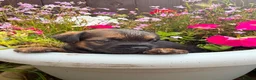 Border Terrier dogs for sale: Beautiful kc reg Border terriers  - Advert 10