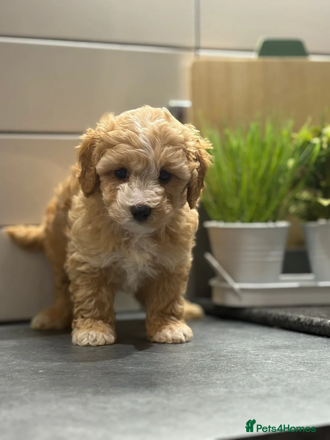 Cavapoo dogs for sale: Cavapoo males and female  - Advert 2